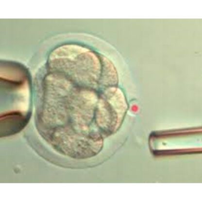 HAMILTON-THORNE-LYKOS_2-416x416